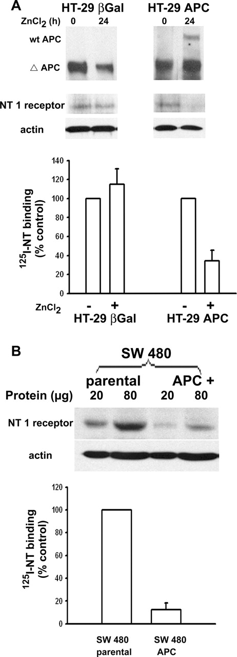  wt-APC expression repress NT1 receptor. ( A ) Western-blot analysis was performed in HT-29 APC and HT-29 β-gal cell lines after 150 μM ZnCl 2 treatment for 24 h, using (top) a monoclonal antibody detecting full-length (300 kDa) and truncated forms of APC, or (middle) a polyclonal antibody directed against human NT-1 receptor (42 kDa). Both western blots were performed on protein extracts provided from the same experiments. PVDF membrane used for NT1 receptor detection was re-probed with a β-actin antibody as loading control (bottom). 125I-NT binding experiments were performed on 80 μg of membrane extracts from HT-29 APC or HT-29 β-gal treated or not by 150 μM ZnCl 2 for 24 h (bottom). ( B ) Western-blot analysis of NT1 receptor in parental and APC + SW480 cells (top), PVDF membrane was re-probed with a β-actin antibody as loading control (bottom). 125I-NT binding experiments were performed on 80 μg of membrane extracts from parental and APC + SW480 cells. These results are representative of at least three independent experiments. 