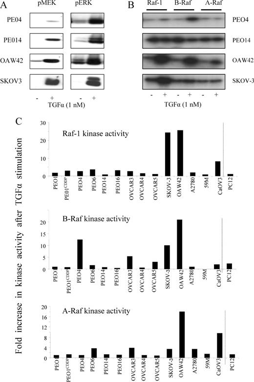  Raf-1, A-Raf and B-Raf kinase activity in TGFα-induced ovarian cancer cells. ( A ) Activation of MEK and ERK phosphorylation by TGFα. Four cell lines (PE04, PE014, OAW42 and SKOV-3) were untreated or treated with 1 nM TGFα for 5 min after which pMEK and pERK protein expressions were analyzed by western blotting. Total levels of ERK were unchanged by addition of the growth factor (data not shown). ( B ) Raf kinase activation by TGFα. Lysates of cells growing in double charcoal stripped serum with or without TGFα were immunoprecipitated with anti-Raf-1, B-Raf or A-Raf and subsequently incubated with MEK and ERK to phosphorylate MBP in the presence of [γ- 32 P]ATP. Samples were visualized by western blotting. ( C ) Induction of kinase activity following treatment with TGFα (fold-increase). This was determined for the panel of 14 ovarian cancer cell lines, along with PC12 cells as a positive control. All data are representative of more than one experiment. 