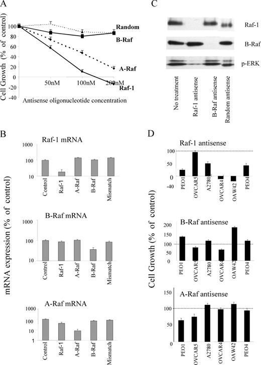  Effect of Raf-1, A-Raf and B-Raf antisense ODNs on growth and protein expression in SKOV-3 and other ovarian cancer cell lines. ( A ) Effect of antisense ODNs targeted against individual Raf isoforms on growth of SKOV-3 cells. Removal of intrinsic Raf-1, A-Raf and B-Raf was achieved in SKOV-3 cells using specific antisense ODNs (50–200 nM; 3 h exposure). Cellular proliferation was determined 72 h after treatment. ( B ) Effect of antisense ODNs on target mRNA expression. Raf-1, B-Raf and A-Raf mRNA levels were measured in SKOV-3 cells 24 h after treatment. ( C ) Effect of antisense ODNs on target Raf protein expression. Raf-1, B-Raf and p-ERK protein levels were measured in SKOV-3 cells by western blot analysis 48 h after treatment. Total ERK levels were unchanged (data not shown). ( D ) Effect of antisense ODNs targeted against individual Raf isoforms on growth of other ovarian cancer cell lines. A further group of six cell lines were treated with Raf-1, B-Raf and A-Raf antisense ODNs (200 nM) and cellular proliferation determined 72 h after treatment as described above. 