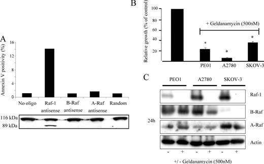  Effect of Raf-1, A-Raf and B-Raf antisense ODNs and geldanamycin on cell growth in PE01, A2780 and SKOV-3 cells. ( A ) SKOV-3 cells were treated for 3 h with antisense ODNs and PARP cleavage assessed by western blot analysis 48 h after initiation of treatment. Apoptosis was indicated by cleavage of full-length 116 kDa PARP (upper band) to the 85 kDa fragment (lower band). Apoptosis levels were also assayed in similarly treated SKOV-3 cells that had been incubated with FITC-labeled annexin V and counterstained with propidium iodide. Cells were analyzed on a FACScan flow cytometer. Data shown are representative of multiple independent experiments. ( B ) PE01, A2780 and SKOV-3 cells were treated with geldanamycin (500 nM) and counted after 48 h. Cell counts are expressed relative to untreated control cells as described previously. ( C ) Raf-1, B-Raf and A-Raf protein expressions (along with actin) were also measured by western blot in lysates prepared 24 h after initial treatment. 