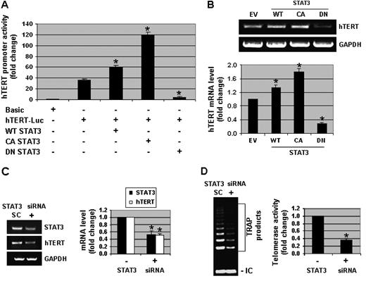  STAT3 modulates the transcriptional activity of hTERT. ( A ) DU-145 cells were transfected with a full-length hTERT promoter-luciferase plasmid (pGL3-3328-Luc), Renilla luciferase (pRL-TK-Luc) plasmid and either wild type (WT)-STAT3, constitutively active (CA)-STAT3 or dominant negative (DN)-STAT3 constructs. Cells were then harvested and promoter assays were performed. hTERT promoter activity was normalized to Renilla luciferase activity. Promoter activity in control samples (with pGL3-basic) was considered as 1.0. ( B ) DU-145 cells were transfected with empty vector (EV), WT-STAT3, CA-STAT3 or DN-STAT3 plasmids. RNA was extracted and RT–PCR assays were performed to measure the mRNA expression of hTERT and GAPDH. Representative photographs from an experiment that was repeated thrice. Quantitative estimations of hTERT mRNA were determined by densitometric measurements of RT–PCR product bands after normalization with GAPDH. ( C ) DU-145 cells were transfected with 100 nM of STAT3 siRNA (+) or scrambled siRNA (SC) plasmids for 3 days. RNA was isolated and RT–PCR assays were performed to detect the mRNA levels of STAT3, hTERT and GAPDH. Quantitative estimations of STAT3 and hTERT mRNA were determined by densitometric measurements of RT–PCR product bands from three independent experiments after normalization with GAPDH. ( D ) DU-145 cells were transfected with STAT3 siRNA or SC plasmids as mentioned above. Cell pellets were collected and lysates were used for TRAP assays. Quantitative estimations of telomerase activity were determined by densitometric measurements of TRAP products from three independent experiments. Columns, mean; bars, standard error. * P < 0.01, significantly different from control. 