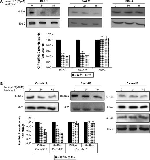  Quercetin reduces oncogenic Ras protein levels. ( A ) (top) Western blot analysis of control (untreated cells, time 0) and quercetin treated cells. Colon cell lines DLD-1, SW620 and DKO-4 were either left untreated or treated with 20 μM quercetin for 24 and 48 h and the levels of the Ki-Ras proteins were analyzed by western blot using a specific antibody. (bottom) Quantitive analysis of the change of Ki-Ras protein levels compared with control (c, untreated) cells after normalization to the total ERK-2 protein. The bars represent the standard error of the mean of at least three experiments. ( B ) (top) Caco-H2 cells were subjected to quercetin treatment (20 μM) as previously. Immunoblot analysis was performed using specific antibodies that recognize Ki- or Ha-Ras proteins and the samples were analyzed for the relative levels of total oncogenic Ras proteins in control (time 0) and quercetin-treated cells for the indicated times. Figure shows representative blots from at least three independent experiments of different cultures. (bottom) Total levels of Ras proteins are normalized to ERK-2 and represented by a graph comparing the levels of Ras proteins in treated cells with those in untreated cells. Standard deviation function is used for error bar generation. 