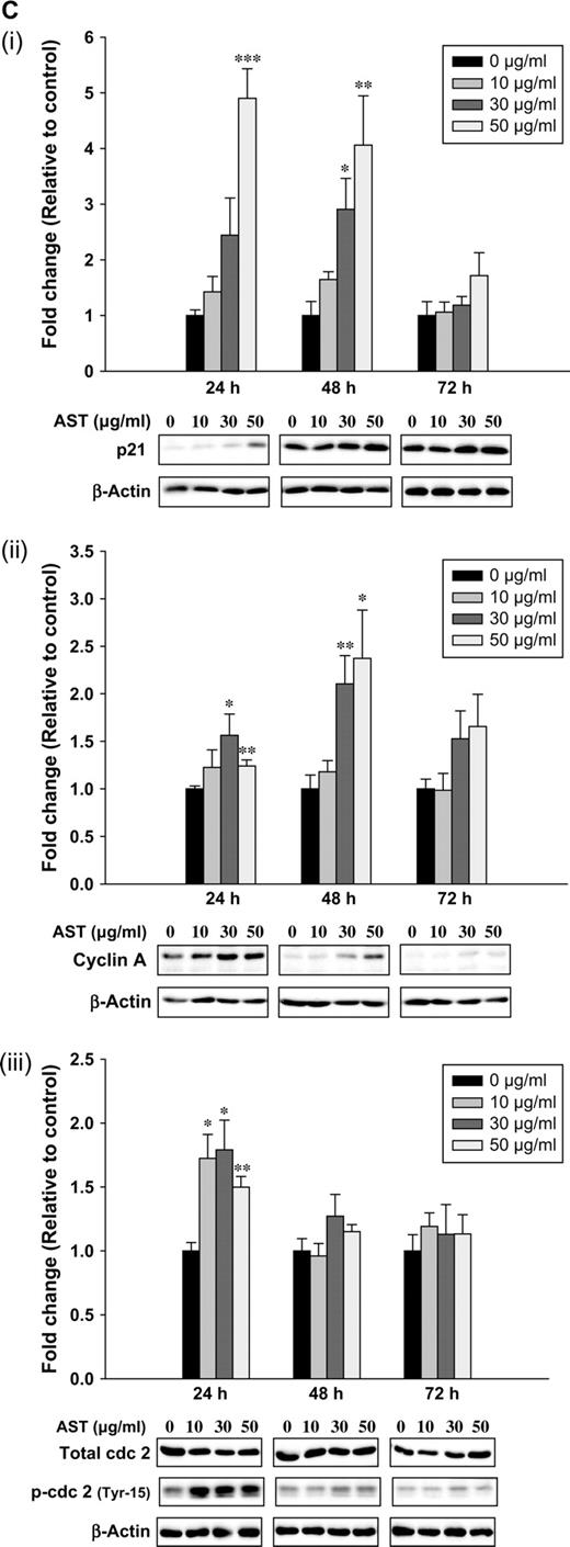 Fluorescence-activated cell sorter analysis of phase distribution and western analysis of growth-related proteins in HT-29 cells. ( A ) Cells were treated with 50 μg/ml AST or vehicle (0 μg/ml) for (i) 24 (ii) 48 or (iii) 72 h. In the DNA histograms, sub-G1 peaks were observed following 48 or 72 h of AST treatment, as indicated by the arrows. ( B ) Distribution of HT-29 cells at different phases of the cell cycle with or without AST treatment for (i) 24 (ii) 48 or (iii) 72 h was analyzed by flow cytometry using ModFit 3.0 LT software. Results are expressed as the percentage of cells in each phase ± SEM of three independent experiments. ( C ) HT-29 cells were treated with AST for 24, 48 or 72 h. Expression of growth-related proteins was determined by western blotting. AST treatment caused over-expression of (i) p21, (ii) cyclin A and (iii) total and phospho-(Tyr-15) cdc 2. Representative immunoblots from four independent experiments are shown. Intensity of the target bands was normalized with β-actin reprobed on the same immunoblot. Densitometric (arbitrary) data indicate relative band density of (i) p21, (ii) cyclin A and (iii) phospho-(Tyr-15) cdc 2, respectively, with respect to the vehicle-treated control (0 μg/ml AST). Error bars represent means ± SEMs. Significantly different from the corresponding control: *P < 0.05, **P < 0.01, ***P < 0.001.