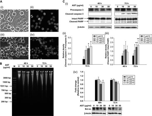 AST promotes apoptosis in HT-29 cells. ( A ) In order to determine the mode of cell death induced by AST, morphologic alterations were examined using 4′-6-diamidino-2-phenylindole DNA staining. Images were taken by phase-contrast (i and iii) and fluorescence (ii and iv) microscopy after 72 h of AST or vehicle treatment. In the control group (i and ii), cells are round and homogeneously stained. In the AST (50 μg/ml) treatment group (iii and iv), nuclear chromatin condensation and presence of granular apoptotic bodies could be observed. ( B ) Fragmented DNA (6 μg) was extracted from HT-29 cells and subjected to electrophoresis on 1.8% agarose gel (M: 100 bp DNA ladder marker). AST treatment for 24 or 48 h leads to the formation of internucleosomal DNA fragmentation. ( C ) Expression of proteins associated with apoptosis in HT-29 cells following AST treatment for 48 or 72 h was determined by western blotting. Representative immunoblots from four independent experiments are shown. (i) Caspase 3 and PARP cleavage was observed. Densitometric (arbitrary) data indicate relative band density of (ii) cleaved caspase 3 and (iii) cleaved PARP (normalized with the respective pro-enzyme or intact form on the same immunoblot) with respect to the vehicle-treated control (0 μg/ml AST). Besides, expression of the anti-apoptotic protein Bcl-x L (iv) was decreased after 48 and 72 h AST treatment. Intensity of the target bands was normalized with β-actin reprobed on the same immunoblot. Densitometric (arbitrary) data indicate relative band density with respect to the vehicle-treated control. Representative immunoblots from four to six independent experiments were shown. Error bars represent means ± SEMs. Significantly different from the corresponding controls: *P < 0.05, **P < 0.01.