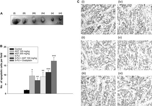 Anti-tumor effects of chemotherapeutic agents in HT-29 xenograft and related immunohistochemical analysis. ( A ) Photographic illustration of tumors excised from vehicle control or drug-treated nude mice on the day of sacrifice (day 21): (i) control, (ii) AST (100 mg/kg), (iii) AST (200 mg/kg), (iv) 5-FU, (v) 5-FU + AST (100 mg/kg) and (vi) 5-FU + oxaliplatin. ( B ) Apoptotic cells were evaluated by using the TUNEL method. AST promotes apoptosis in excised tumors from the xenografted mice to a similar extent as 5-FU. Besides, when used as an adjuvant with 5-FU, AST has been shown to produce promising pro-apoptotic effect in replacement of oxaliplatin. Values are expressed as means ± SEMs of three to five tumor sections. Significantly different from control: *P < 0.05, **P < 0.01. ( C ) Representative images of the microscopic images obtained from control and drug treatment groups following PCNA staining and Mayer's hematoxylin counterstaining have been shown. Microscopic images indicate that AST given at the doses of 100 mg/kg (ii) and 200 mg/kg (iii) induces remarkable reduction of the number of PCNA-stained HT-29 cells in the excised tumor sections when compared with the vehicle-treated control (i). These anti-proliferative effects are comparable with that produced by 5-FU (iv). In addition, further reduction in the amount of proliferative cells has been resulted by the combined treatment of 5-FU and AST (100 mg/kg) (v) at a similar level to that produced by combined treatment of 5-FU and oxaliplatin (vi).