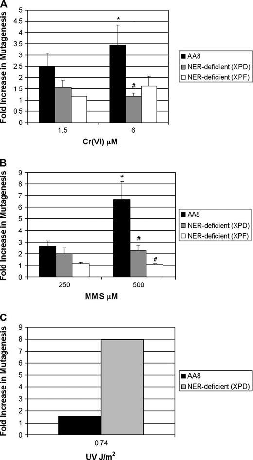  Loss of DNA ER attenuates Cr(VI) and MMS forward mutagenesis in mammalian cells. Repair-proficient (AA8) and repair-deficient (XPD and XPF) cells were treated with ( A ) Cr(VI) (as Na 2 CrO 4 ) for 24 h or ( B ) MMS for 1 h or ( C ) UV radiation (0.74 J/m 2 ); washed; plated in MEM (clonogenic survival) and seeded in MEM for recovery (5–7 days). Recovered cells were washed and seeded in MEM (plating efficiency) and MEM containing 6-thioguanine (mutant selection) for 5–7 days. The data are mean ± SD/SE of at least two (C) or three (A and B) independent experiments. *A significant increase in AA8 cells versus untreated control at the specified concentration as tested for by analysis of variance. #A statistical difference between AA8 and XPD or XPF at the specified concentration. 