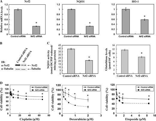  Transient knockdown of Nrf2 by siRNA sensitizes A549 lung carcinoma cells to chemotherapeutic agents. ( A ) mRNAs were extracted from A549 cells transiently transfected with Nrf2–siRNA or control siRNA for 72 h. After conversion of mRNAs into cDNAs, same amounts of cDNAs were subjected to real-time reverse transcription–PCR analysis for detection of relative mRNA levels of Nrf2, NQO1, HO-1 and GAPDH. The data presented were normalized to GAPDH. ( B ) The Nrf2 protein levels were compared in cells transfected with Nrf2–siRNA or control siRNA. ( C ) The NQO1 enzymatic activity and the intracellular glutathione level of the transfected cells were measured by reduction of DCPIP and QuantiChrom glutathione assay kit, respectively. ( D ) A549 cells, transfected with Nrf2–siRNA or control siRNA for 72 h, were treated with the indicated doses of cisplatin, doxorubicin and etoposide for 48 h. Cell viability was determined by the MTT assay. The data are presented as means ± SDs. * P < 0.05. 