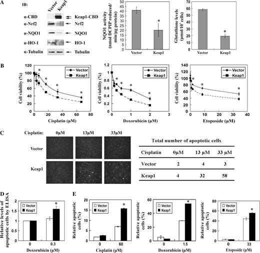  Stable knockdown of Nrf2 by overexpression of Keap1 increases the susceptibility of A549 lung carcinoma cells to chemotherapeutic agents. ( A ) Two A549-derived cell lines stably expressing the control vector or Keap1–CBD were established using a lentivirus-based approach. Cell lysates from these two cell lines were subjected to immunoblot analysis with antibodies against CBD, Nrf2, NQO1, HO-1 and tubulin (left panel). The NQO1 enzymatic activity was measured by reduction of DCPIP (middle panel). The intracellular glutathione level of the two cell lines was determined with QuantiChrom glutathione assay kit. ( B ) Cell viability was assessed by the MTT assay following 48 h treatment with the indicated doses of cisplatin, doxorubicin and etoposide. ( C ) Cells growing on glass slide were treated with different doses of cisplatin for 48 h and labeled with fluorescein-deoxyuridine triphosphate using the In Situ Cell Death Detection kit. Pictures were taken under fluorescent microscope (left panel). Thirteen fields of each slide were counted to get the total number of apoptotic cells (table). ( D ) The two cell lines were treated with doxorubicin for 48 h; apoptotic cell death was measured using Cell Death Detection ELISA PLUS kit. ( E ) Cells were treated with cisplatin, doxorubicin and etoposide for 48 h and stained with Annexin V–fluorescein isothiocyanate and propidium iodide using the Annexin V–Fluorescein Isothiocyanate Apoptosis Detection Kit, followed by flow cytometric analysis. The data are presented as means ± SDs. * P < 0.05. 