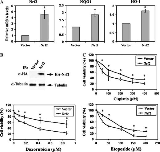  Stable overexpression of Nrf2 enhances resistance of MDA-MB-231 breast adenocarcinoma cells to chemotherapeutic agents. ( A ) Two MDA-MB-231-derived cell lines stably expressing the control vector or HA–Nrf2 were established using a retrovirus-based approach. Relative amounts of mRNAs for Nrf2, NQO1 and HO-1 were compared in these two cell lines. ( B ) Nrf2 overexpression was confirmed by immunoblot analysis with anti-HA and anti-tubulin antibodies. ( C ) The susceptibility of these two cell lines to cisplatin, doxorubicin and etoposide was assessed using the MTT assay after 48 h treatment ( 55 ). The data are presented as means ± SDs. * P < 0.05. 