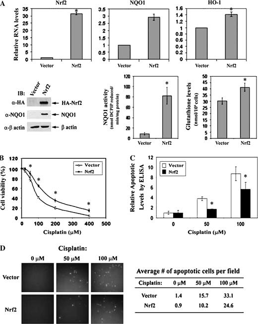  Stable overexpression of Nrf2 enhances resistance of SH-SY5Y neuroblastoma cells to chemotherapeutic agents. ( A ) Two SH-SY5Y-derived cell lines stably expressing the control vector or HA–Nrf2 were established using a lentivirus-based approach. Relative amounts of mRNAs for Nrf2, NQO1 and HO-1 were measured (top three panels of first row). The elevated protein levels of Nrf2 and NQO1 were confirmed by immunoblot analysis (left panels of second row). The NQO1 enzymatic activity and the intracellular glutathione level were measured (middle and right panels of second row). ( B ) Cell viability of these two cell lines in response to 48 h cisplatin treatment was measured by the MTT assay. ( C ) Apoptotic cell death in response to cisplatin treatment was also measured using Cell Death Detection ELISA PLUS . ( D ) Following cisplatin treatment, cells were labeled with fluorescein-deoxyuridine triphosphate using the In Situ Cell Death Detection kit (left panel). The number of apoptotic cells was counted under fluorescent microscope and the average number of apoptotic cells per field is listed in the table. The data are presented as means ± SDs. * P < 0.05. 