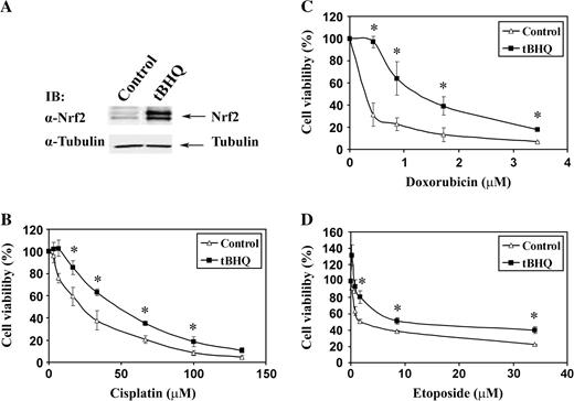  SH-SY5Y cells were pretreated with 40 μM of tBHQ for 24 h. The induction of Nrf2 by tBHQ was detected by immunoblot analysis ( A ). The pretreated cells were then treated with the indicted doses of ( B ) cisplatin, ( C ) doxorubicin or ( D ) etoposide in the presence of 5 μM tBHQ for 48 h, followed by the MTT assay. The data are presented as means ± SDs. * P < 0.05. 