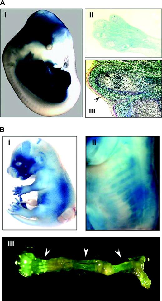  Assessment of Cre recombinase activity. ( A ) The Prx1-cre mouse was crossed to the Rosa26-lacZ reporter (R26R) mouse. (i) Whole-embryo staining at E13.5 for lacZ demonstrates strong staining in the limbs. Some staining is also present in the cranium, which corresponds to the normal expression pattern for the Prx1 gene. (ii) Histological examination of the upper forelimb shows lacZ staining throughout the mesodermal tissues, including the muscles, connective tissues and bones (×10 magnification). (iii) There is absence of staining of the dermal and epidermal tissues (arrowhead), but strong staining in the germinal centers of bones (arrow). Magnification is ×40. ( B ) LacZ staining was performed on E15.5 embryos for Col1A1-cre mice that were crossed to R26R mice. Positive staining was noted especially in the facial bones (i) and ribs (ii), which became evident after removal of skin. LacZ staining is also visible in the skeletal tissues (arrowheads) of the lower extremity of a 3 week old mouse, which has been dissected free of muscle and soft tissue (iii). 