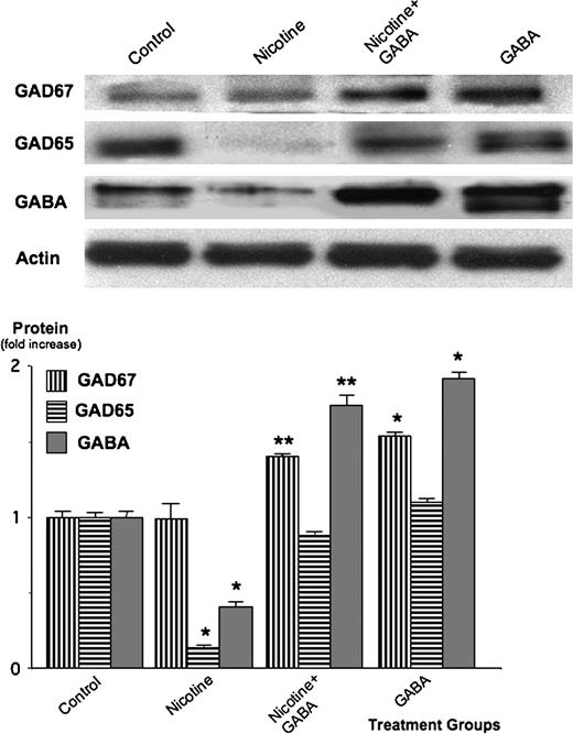  Western blots showing protein expressions of the GABA-synthesizing enzymes GAD67, GAD65 and the inhibitory neurotransmitter GABA in xenografts of untreated mice (controls), animals treated with nicotine or with nicotine plus GABA and in skin samples from the group treated with GABA alone. Nicotine significantly ( P  < 0.001) suppressed GAD65 and GABA, an effect inhibited ( P  < 0.001) by treatment with GABA. The columns in the graph are mean values and standard errors of five densitometric readings per band calculated as ratio of GAD or GABA protein over actin and expressed as fold increase over controls. * significantly ( P  < 0.001) different from untreated group; ** significantly ( P  < 0.001) different from group treated with nicotine alone. 