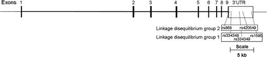 Diagram of the TGFBR1 genomic region. Shown are the locations of the five SNPs in the 3′-untranslated region used for ASE determination.