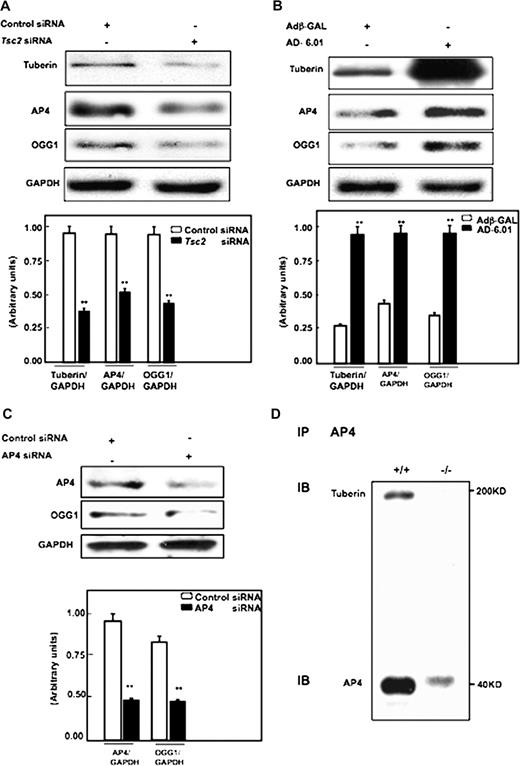  ( A ) Tuberin regulates AP4 and OGG1 expression in human cells. Immunoblot analysis shows downregulation of tuberin with siRNA directed against Tsc2 is associated with decreased AP4 and OGG1 expression in human renal embryonic epithelial cells (HEK293). ( B ) Overexpression of tuberin increases AP4 and OGG1 expression. HEK293 cells were infected with adenovirus 6.01 expressing tuberin complementary DNA. An adenovirus vector expressing protein (Adβ-GAL) was used as a control. Overexpression of tuberin is associated with increased AP4 and OGG1 expression. GAPDH was used as a loading control. ( C ) Downregulation of AP4 results in significant decrease in OGG1 protein expression. Histograms represent means (n = 3) ± SE. Significant difference from cells treated with control siRNA or infected with Adβ-GAL is indicated by ** P < 0.01. ( D ) AP4 is associated with tuberin. Protein extracts from Tsc2+/+ cells were immunoprecipitated (IP) with AP4 antibody and immunoblotted (IB) with tuberin and AP4 antibody. 