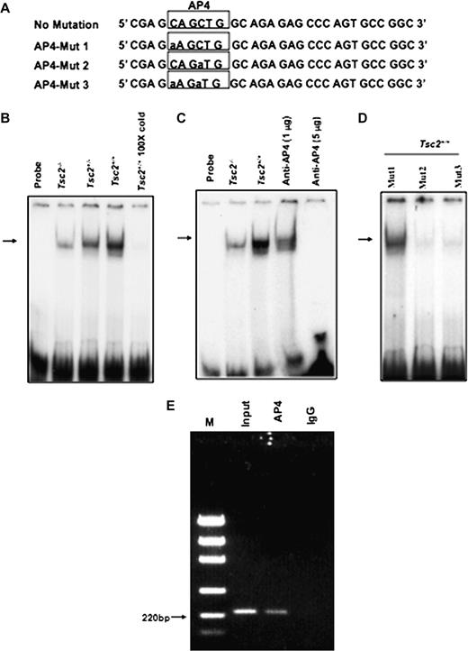  EMSA with the hOGG1 promoter region containing the AP4 motif in wild-type (TSC2 +/+ ) and TSC2-deficient (TSC2 −/−) cells. ( A ) Double-stranded oligonucleotide AP4 spanning the region of the hOGG1 promoter from −176 nt to −156 nt is shown. Consensus DNA binding for AP4 is underlined. ( B ) A 21 bp end-labelled double-stranded oligonucleotide spanning the region of the hOGG1 promoter from −176 nt to −156 nt was incubated without (lane 1) or with nuclear extracts isolated from Tsc2−/− (lane 2), Tsc2−/+ (lane 3) or Tsc2+/+ (lane 4) cells. Competition was performed in the presence of a 100-fold excess of unlabelled oligonucleotide (lane 5). C. Labelled AP4 oligonucleotide was incubated without nuclear extracts (lane 1) or with nuclear extracts from Tsc2−/− (lane 3) and Tsc2+/+ (lanes 4–6) cell lines as in (B). The DNA–AP4 protein complex was competed with either 1 or 5 μg AP4 antibody (lanes 4 and 5). The reaction mixtures were run on to 6% polyacrylamide gels and protein–DNA complexes shown by an arrow were visualized by autoradiography. ( D ) Labelled oligonucleotide at −163/−168 nt region Mut-1 (aAGCTG), Mut-2 (CAGaTG) or Mut-3 (aAGaTG) of AP4 were incubated with nuclear extracts of Tsc2+/+ cells. Mut-2 and Mut-3 show significant decrease of the protein–DNA complex compared with Mut-1. ( E ) ChIP assay showing that AP4 is involved in regulation of OGG1 transcription. Immunoprecipitation from HEK293 cell lysates was performed using an AP4 antibody or a non-specific goat IgG. The protein DNA complexes were denatured, and DNA was purified followed by a PCR using OGG1 promoter primers. The PCR was performed on the input (clarified chromatin from genomic DNA), as well as on the DNA immunoprecipitated using anti- AP4 and nonspecific goat IgG. PCR products were analysed by electrophoresis on a 1.5% agarose gel, and the size of the specific PCR amplified OGG1 promoter fragment (220 bp) was determined using the DNA markers (M). The results shown are representative of three experiments (n = 3). 
