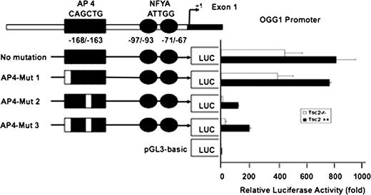  Luciferase activity of OGG1 promoter in Tsc2+/+ and Tsc2−/− cells. The reporter plasmid containing OGG1 promoter (−171/+74) that drive the expression of the luciferase gene was transfected into the Tsc2−/− and Tsc2+/+ cells. Forty-eight hours after transfection, luciferase activity was determined using the Luciferase Reporter Assay System. pGL3 basic vector was used as a control to normalize luciferase activity (1-fold). Mut-2 and Mut-3 show significant decrease of the OGG1 promoter activity compared with Mut-1. Histograms represent means ± SE from three experiments. 