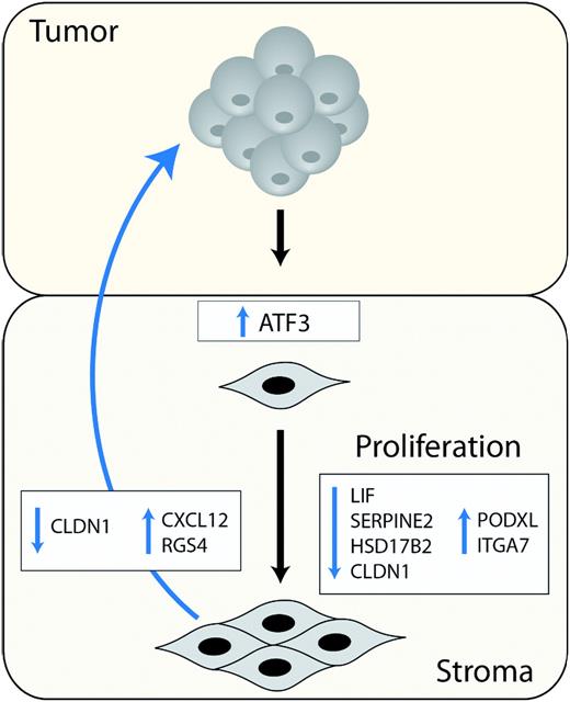 A schematic model summarizing stromal ATF3 activity in cancer.