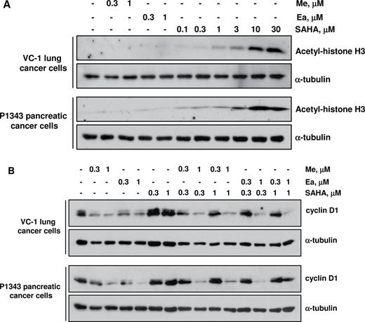  The effects of SAHA and triterpenoids on histone acetylation and cyclin D1 levels. VC-1 lung cancer cells or P1343 pancreatic cancer cells were treated with the indicated concentrations of drugs for 6h ( A ) or 24h ( B ) and lysates were immunoblotted with antibodies against acetyl-histone H3, cyclin D1 and tubulin. 