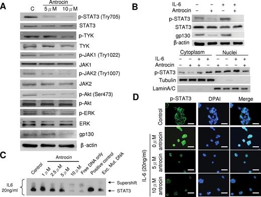  Antrocin inhibits constitutive and IL-6-induced STAT3 signaling pathway. Immunobloting assays were performed with specific antibodies. Antrocin inhibits phosphorylation of STAT3 (Tyr705), TYK, JAK1 (Try1022), JAK2 (Try1007), AKT (Ser473), ERK and gp130 expression after 24h treatment in H441 cells. ( B ) Antrocin blocks IL-6-induced STAT3 phosphorylation and nucleus translocation. PC9 cells were pretreated with antrocin (10 μM) for 3h and then stimulated with IL-6 (20ng/ml) for 30min. Whole cell lysates were immunoblotted with the indicated antibodies. Tubulin and lamin A/C were used as loading controls for cytosol and nucleus subfractions, respectively. IL-6 downstream molecule, gp130 expression was also suppressed by antrocin treatment. ( C ) Antrocin Inhibits STAT3 dimerization and DNA binding in vitro. PC9 cells were treated as described in (A), nuclear lysates were prepared and analyzed in electrophoretic mobility shift assay using the same DNA probe for STAT3. ( D ) Antrocin blocks IL-6-induced p-STAT3 nuclear accumulation. PC9 cells were cultured on coverslips in serum-free medium overnight and were pretreated with 5 and 10 μM of antrocin for 3h followed by 20ng/ml of IL-6 for 30min. After treatment, the localization of p-STAT3 was analyzed by immunofluorescence. 