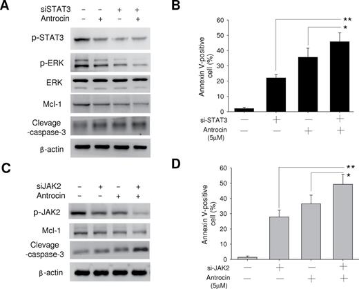  Effects of the combinations of the antrocin with either JAK2 depletion or STAT3 depletion on signal transduction and apoptosis in H441 lung cancer cells. ( A ) H441 cells were transfected with scramble or STAT3 siRNAs and incubated with or without antrocin (10 μM) for 48h, after which cell lysates were subjected to immunoblot analysis with antibodies to the indicated proteins (left). ( B ) Alternatively, the cells were transfected and treated with antrocin for 60h, after which the proportion of apoptotic cells was determined by staining with annexin V and PI followed by flow cytometry (right). ( C ) H441 cells were transfected with scramble or JAK2 siRNAs and incubated with or without antrocin (10 μM) for 48h, after which cell lysates were prepared and subjected to immunoblot analysis with antibodies to the indicated proteins (left). ( D ) Alternatively, the cells were transfected and treated with antrocin for 60h, after which the proportion of apoptotic cells was determined by staining with annexin V and PI followed by flow cytometry (right). All quantitative data are means ± standard error from three independent experiments. Significant differences were set at * P < 0.05 and ** P < 0.001 for the indicated comparisons. 