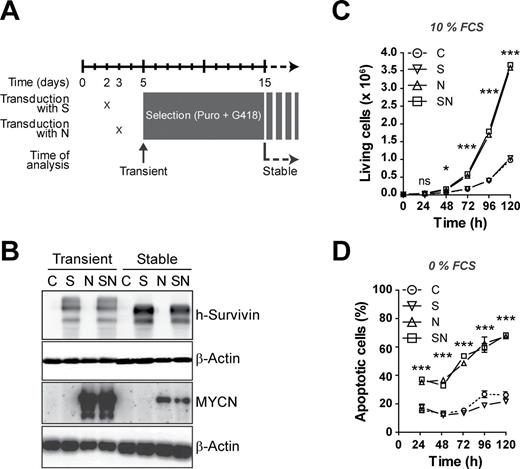  Survivin does not influence cell growth and does not counteract MYCN-induced apoptosis in vitro . ( A ) Scheme of retroviral transduction. Rat-1 fibroblasts were transduced with expression vectors for human survivin (S), human MYCN (N) and/or the corresponding empty vector controls (C). ( B ) Transduced cells overexpress survivin and MYCN. Western blot analysis confirms expression of transgenic survivin and MYCN. β-Actin is shown as loading control. ( C ) Survivin does not impact on MYCN-induced cell growth. Representative growth curves of stably transduced Rat-1 cells grown in medium containing 10% fetal calf serum. The means ± SEM are shown. Statistical analyses were done using analysis of variance (ANOVA) with Bonferroni correction. ns, not significant; * P < 0.05; *** P < 0.001 for C versus N, C versus SN, S versus N and S versus SN. Similar results were obtained in three independent experiments. ( D ) Survivin does not protect from MYCN-induced cell death upon serum withdrawal. Representative apoptosis rates of stably transduced Rat-1 cells grown in serum-free medium. The percentage of apoptotic cells was determined by fluorescence-activated cell sorting analysis counting propidium iodide-stained hypodiploid nuclei. Statistical analysis was performed as in (C). Similar results were obtained in three independent experiments. 