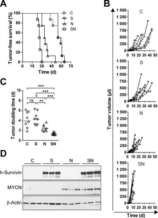  Survivin enhances MYCN-induced tumorigenicity of Rat-1 fibroblasts. 2×10 5 cells of stable bulk cultures were injected subcutaneously into one flank of RAG −/− /common γ-chain −/− mice (each group n = 8). Mice were monitored at regular intervals for the appearance of tumors. ( A ) Tumors overexpressing survivin together with MYCN display the shortest latency. Kaplan–Meier plot depicts the time points at which the tumors were palpable (volume ≥10 µl). Log-rank test: P < 0.001 for SN versus N, SN versus S, SN versus C, N versus S, N versus C and ns for S versus C. ( B ) Enhanced growth of tumors coexpressing survivin and MYCN. Shown are the growth curves of individual tumors. ( C ) Doubling time of SN tumors is significantly reduced. Dot plot shows doubling time of individual tumors. Mann–Whitney test was used for statistical analysis of the dot plot. *** P < 0.001; ** P < 0.01; * P < 0.05; ns, not significant. ( D ) Transgenes are expressed in the tumors. Western blot analysis confirms expression of transgenic survivin and MYCN in the tumors. β-Actin is shown as loading control. 