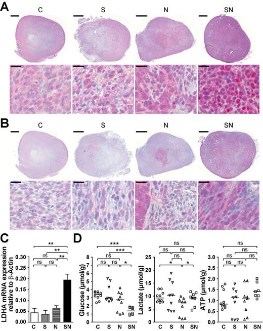  Coexpression of survivin and MYCN potentiates MYCN-induced aerobic glycolysis. ( A ) SN tumors exhibit the highest accumulation of nuclear HIF1α. Representative immunohistochemical staining for HIF1α showing an overview of the whole tumor section (top; scale bar: 1mm) and an enlarged view (bottom; scale bar: 20 µm). ( B ) Survivin and MYCN cooperate in enhancing LDHA expression. Representative immunohistochemical staining for LDHA showing an overview of the whole tumor section (top; scale bar: 1mm) and an enlarged view (bottom; scale bar: 20 µm). ( C ) LDHA messenger RNA expression levels are highest in SN cells. Representative quantitative reverse transcription–polymerase chain reaction analysis of stably transduced bulk cultures. The means ± SEM are shown. Statistical analyses were done using one-way ANOVA followed by Tukey’s Multiple Comparison Test. ** P < 0.01; ns, not significant. ( D ) Decreased glucose level at stable ATP and lactate levels in SN tumors. Glucose, lactate and ATP content in cryostat sections were measured by induced metabolic bioluminescence imaging. The dot plots show the individual values and the median. Mann–Whitney test was used for statistical analysis. *** P < 0.001; * P < 0.05; ns, not significant. 
