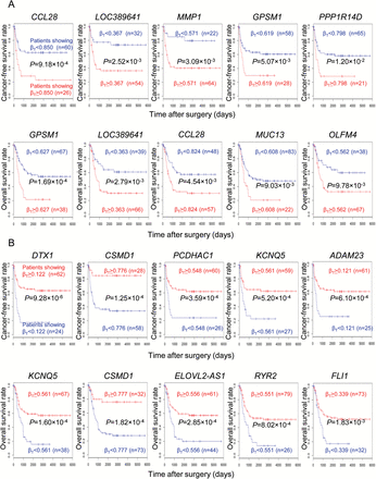 Prognostic impact of DNA methylation levels in tumorous tissue (T) samples for hallmark genes characterizing the epigenetic clustering based on DNA methylation profiles at the precancerous stage. (A) Kaplan–Meier survival curves for patients showing higher (βT ≥ Youden index) and lower (βT < Youden index) DNA methylation levels in T samples for genes listed in Table 2A. Representative genes (CCL28, LOC389641, MMP1, GPSM1 and PPP1R14D) showing the smallest P values for the recurrence-free survival rate of the 86 patients who underwent complete resection, and representative genes (GPSM1, LOC389641, CCL28, MUC13 and OLFM4) showing the smallest P values for the overall survival rate of all 105 patients, are shown. (B) Kaplan–Meier survival curves for patients showing higher (βT ≥ Youden index) and lower (βT < Youden index) DNA methylation levels in T samples for genes listed in Table 2B. Representative genes (DTX1, CSMD1, PCDHAC1, KCNQ5 and ADAM23) showing the smallest P values for the recurrence-free survival rate of the 86 patients who underwent complete resection, and representative genes (KCNQ5, CSMD1, ELOVL2-AS1, RYR2 and FLI1) showing the smallest P values for the overall survival rate of all 105 patients, are shown.