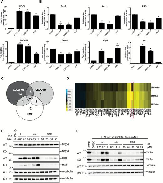 CDDO-Im (Im), CDDO-Me (Me) and DMF activate overlapping but non-identical subsets of Nrf2 genes. VC1 cells were treated in triplicates with DMSO, 0.05 μM of CDDO-Im, 0.1 μM of CDDO-Me or 15 μM of DMF for 6h before RNA was extracted and processed for microarray analysis. Expression patterns of Nrf2 genes (A) and non-Nrf2 genes (B) that were detected in the microarray were confirmed by qPCR. *P < 0.05 versus DMSO. (C) Venn diagram depicting the subsets of Nrf2 genes that were targeted by the compounds. (D) Heat map showing the Nrf2 genes that were significantly up-regulated (yellow) or down-regulated (blue) by 1.5-fold or 0.75-fold, respectively by drug treatment compared with control (DMSO) in the microarray. The fold change of Hmox1 was the greatest of all the genes examined (red box).WT Nrf2 mouse embryonic fibroblasts and Nrf2 KO mouse embryonic fibroblasts were treated with DMSO or various concentrations of Im, Me or DMF for 24h (E) or 8h (F) before cells were lysed and processed for western blotting.