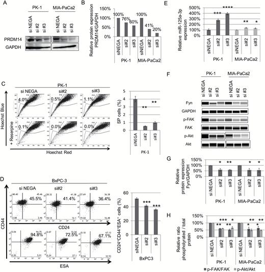 Effect of DNA-chimeric siRNA targeting PRDM14 on pancreatic cancer cells. (A, B) PK-1 and MIA-PaCa2 cell lines were treated with DNA-chimeric siRNA targeting PRDM14. The efficiency of PRDM14 knockdown, confirmed by western blotting (A). Expression levels of PRDM14 protein were normalized to that of GAPDH and plotted as fold changes relative to control (B). (C) SP cells in DNA-chimeric siRNA-treated PK-1 cells. Error bars in graphs represent the mean ± SD. **P < 0.01. (D) Expression of CD24, CD44 and ESA in the siRNA-treated BxPC-3 cells, as analyzed by flow cytometry. Error bars in graphs represent the mean ± SD. ***P < 0.001. (E) miRNA assays for miR-125a-3p in DNA-chimeric siRNA-treated cells. Error bars represent the mean ± SD of triplicate samples. ****P < 0.0001, ***P < 0.001, **P < 0.01, *P < 0.05. (F–H) Expression levels of Fyn, FAK, phospho-FAK (Tyr397), Akt, and phospho-Akt (Ser473) analyzed using Wes. Gel image (F), relative Fyn protein expression (G), and relative phosphorylated protein expression (H) are shown. Error bars in graphs represent the mean ± SD. ***P < 0.001, **P < 0.01, *P < 0.05.