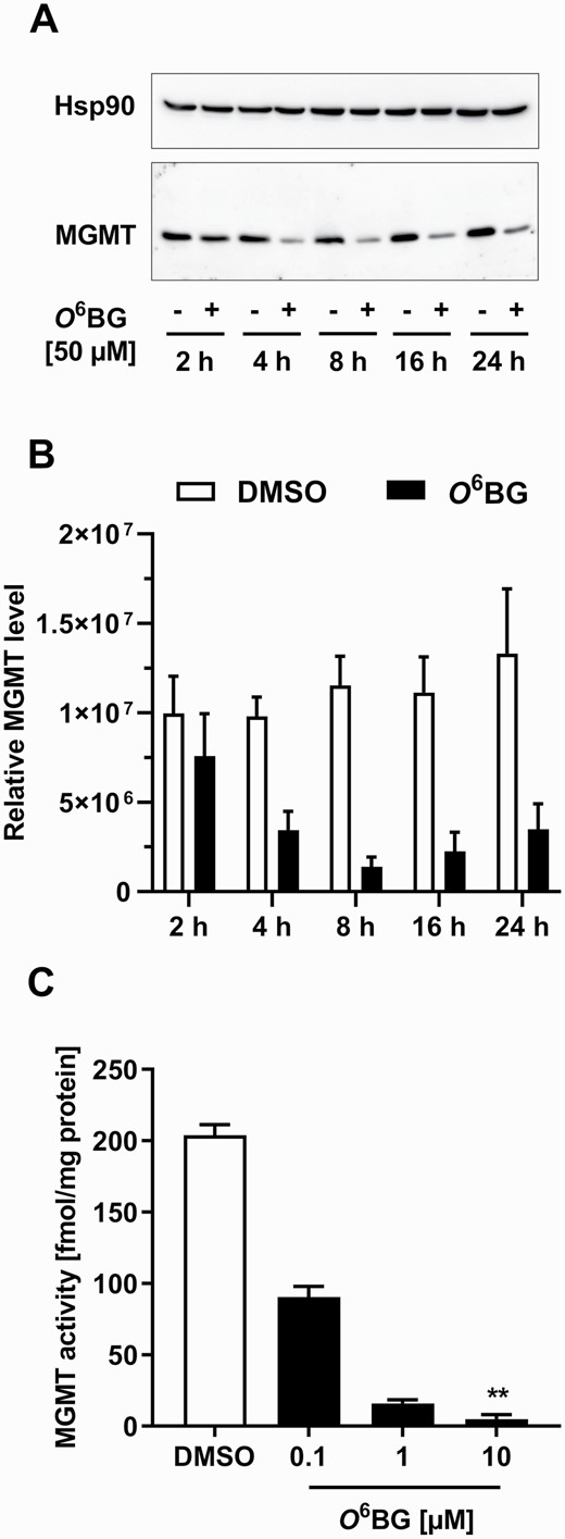 Inhibition of MGMT activity and MGMT depletion by O6-benzylguanine (O6BG) in HCEC 1CT cells. (A) Western blot images of MGMT and Hsp90 (loading control) protein levels in HCEC 1CT cells exposed to 0.1% DMSO (−) or 50 µM O6BG (+) for 2, 4, 8, 16 or 24 h. (B) MGMT protein levels after exposure to 0.1% DMSO or 50 µM O6BG (normalized to Hsp90 protein expression). (C) MGMT activity after incubation with increasing concentrations of DMSO (0.1%) or O6BG for 4 h. The measured activity of MGMT-deficient HeLa MR cells served as blank and was set to 0 fmol/mg protein. All results are shown as mean + SEM (n = 3). **P < 0.01.
