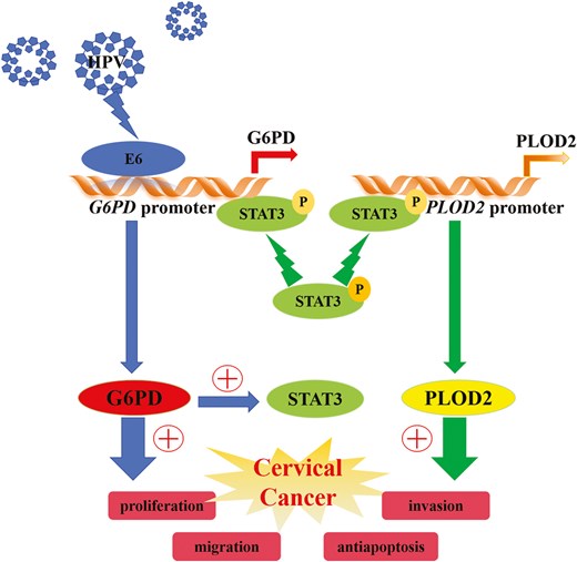 Graphical Abstract