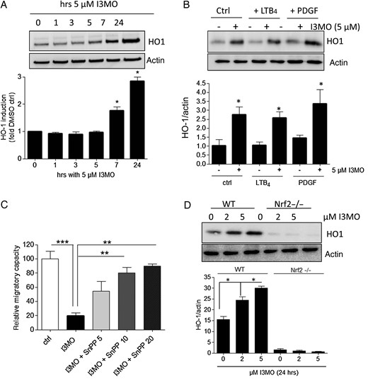 I3MO inhibits migration by induction of HO-1. Quiescent VSMCs were treated with I3MO (5 µM) for the indicated periods of time (A) or with LTB4 (1 µM), PDGF (10 ng/mL) and 5 µM I3MO as indicated for 24 h (B) before their lysates were subjected to immunoblot analysis for HO-1 and actin as a loading control. Representative blots of three independent biological experiments (with one technical replicate) with consistent results are depicted. The bar graph shows compiled densitometric data of all performed experiments (mean + SE, *P < 0.05). (C) The PDGF (10 ng/mL)-induced migratory potential of VSMC was investigated via a scratch assay in cells treated with vehicle (ctrl), I3MO (5 µM), or I3MO + the HO-1 inhibitor SnPP (5, 10, or 20 µM). The migratory potential was defined as the change in the occupied area after 21 h treatment with the PDGF. The migration observed in vehicle treated cells was considered 100%. The bar graph depicts compiled data of three independent biological replicates with four technical replicates each. (D) WT and Nrf2−/− mouse embryonic fibroblasts were treated with I3MO (2 or 5 µM) for 24 h before their lysates were subjected to immunoblot analysis for HO-1 and actin as a loading control. Representative blots are shown, the bar graph depicts compiled densitometric analyses from three biological replicates with one technical replicate each (mean + SE, *P < 0.05).