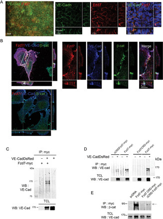Fzd7 is expressed in EC cell–cell junctions, and co-localizes and interacts with VE-cadherin/β-catenin adherens junction complexes. (A) EB cultured with VEGF for 10 days were co-stained with Fzd7 (red) and VE-cadherin (green), and analysed with epifluorescence and confocal microscopy. (B) HUVEC were transfected with plasmid encoding for Fzd7-myc (top panel) or empty plasmid (bottom panel) and triple stained for myc (Fzd7, red), VE-cadherin (VE-Cad, Blue), and β-catenin (β-cat, green). High magnification of cell–cell junction in HUVEC transfected with Fzd7-myc plasmid; images are merged to visualize the co-localization at points of endothelial cell–cell contact (merge). (C) HEK-293 cells were co-transfected with empty plasmid (−) or a plasmid encoding for Fzd7-myc (+) and with (+) or without (−) plasmid encoding for VE-Cad-DsRed. Cell lysates were immunoprecipitated with anti-myc (IP : myc) and probed with anti-VE-cad antibody. Western blot (WB) with anti-VE-cad in total cell lysates (TCL) was performed to confirm VE-cadDsRed overexpression (PM ∼170 kDa). (D) HEK were co-transfected with different Fzd7 mutants and with (+) or without (−) VE-Cad-DsRed. Cell lysates were immunoprecipitated with anti-myc, followed by WB with anti-VE-cad antibody. WB with anti-VE-cad in total cell lysates (TCL) was performed to confirm VE-Cad-DsRed overexpression. (E) HEK-293 cells were co-transfected with VE-Cad-DsRed and fzd7 mutants. Cell lysates were immunoprecipitated with anti-myc and probed with anti-β-catenin antibody (PM 92–95 kDa). WB with anti-VE-cad in total cell lysates (TCL) was performed to confirm VE-cadDsRed overexpression (PM ∼170 kDa).