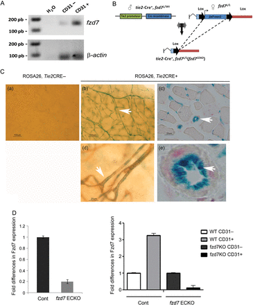 Generation of fzd7ECKO mice. (A) fzd7 transcript analysis after RT–PCR on EC isolated from mouse lung in CD31 negative (CD31−) and CD31 positive (CD31+) enriched fractions. (B) Floxed fzd7 mice (fzd7flox/flox) were generated. Homozygote floxed fzd7floxP/floxP mice and tie2-driven Cre-recombinase mice (Tie2-Cre) were crossed to generate fzd7 knockout mice specifically in the endothelium (fzd7ECKO). (C) Cre-recombinase expression in endothelial cells. Transgenic mice expressing Cre-recombinase driven by the Tie2 promoter were crossed with Rosa26-Stopfl-LacZ reporter mice. Staining of β-galactosidase (X-gal) in brain (b), muscle (c). EC-specific β-gal staining was detected only in Cre-Tie2 mice and in endothelial cells (d and e). (d) Immunostaining with anti-CD31 after X-gal staining in brain demonstrated the specificity in EC. (D) fzd7 mRNA expression quantified by quantitative RT–PCR in lung tissues from Wt and fzd7ECKO. fzd7 mRNA were normalized to GAPDH. (D) fzd7 mRNA expression quantified by quantitative RT–PCR in CD31(−) and CD31(+) cells from WT and fzd7ECKO mice. fzd7 mRNA were normalized to GAPDH.