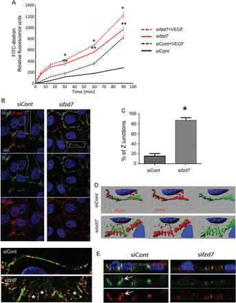 siRNA Fzd7 impairs paracellular permeability and cell junction organization. (A) Paracellular permeability quantified in vitro by FITC-dextran at baseline (line) and after exposure to VEGF (hashed line) for 5–90 min in siControl (black) and siFzd7 (red) treated cells. Results represent one of three independent experiments and are expressed as mean ± SD of triplicate experiments, **P < 0.001 siControl vs. sifzd7, *P < 0.005 siControl+VEGF vs. sifzd7+VEGF. (B) Confocal images of endothelial cell junctions after double staining with VE-cad (red) and β-cat (green) were performed after control siRNA (siCont) or anti-fzd7 siRNA (sifzd7) treatment. Representative high magnification image of endothelial cell junctions is presented. *Gaps between EC. (C) Quantification of jagged junction (Z junctions) in siControl- and siFzd7-treated cells,*P < 0.0001. (D) 3D image reconstruction and isosurface of β-catenin and VE-cadherin channels. (E) Analysis of confocal images in z-axis to study concentration of VE-cadherin/β-catenin complexes at points of cell–cell contact in control HUVEC and after sifzd7 treatment.