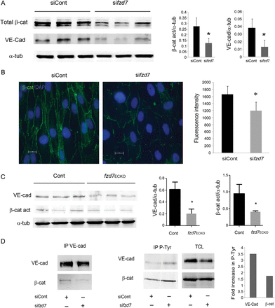 Fzd7 know-down or deletion decreases VE-cadherin and β-catenin expression. (A) WB analysis of VE-cadherin, total β-catenin, and α-tubulin expression in extracts of siControl- or sifzd7-treated HUVEC. Quantification of relative intensity was performed in triplicate and results are representative of four independent experiments (*P< 0.05). (B) A representative distribution of β-catenin analysed by immunofluorescence after siControl or sifzd7 treatment on HUVEC. Quantification of fluorescence intensity was measured in positive β-catenin junction. More than 100 junctions were measured for each condition. Mean values ± SEM, P< 0.001. (C) WB analysis of VE-cadherin, active β-catenin, and α-tubulin expression in lung lysates from WT vs. fzd7ECKO mice. Quantification of relative intensity was performed (n = 4, *P< 0.01). (D) Cell lysates immunoprecipitated with VE-Cadherin (left) or P-Tyr (right) and immunoblotted with either VE-cad or β-catenin. Total cell lysat (TCL) to detect VE-cadherin or β-catenin in siControl- and sifzd7-treated cells.