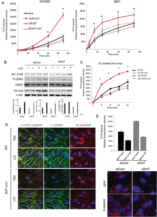 Endothelial integrity and β-catenin/VE-cadherin levels are maintained by activation of canonical Wnt pathway under fzd7 depletion. (A) HUVEC and MS1 cell transfected with siControl or sifzd7 were activated with LiCl for 24 h, or not, prior to measurement of the FITC-Dextran flux across the monolayer. Relative fluorescence was quantified after 5–90 min. Results are expressed as mean of FITC fluorescence intensity, *P < 0.001. (B) siRNA treated cells were activated or not with LiCl (30 mM) for 24 h. Cell lysates were immunoblotted with anti-VE-cadherin, total GSK3β or P-GSK3β (Ser9) or active β-catenin antibody. Representative WB of three independent experiments. (C) EC isolated from WT or fzd7ECKO mice were cultured on transwell and activated with LiCl for 24 h, or not, prior to measurement of the FITC-Dextran flux across the monolayer. Relative fluorescence was quantified after 15–90 min. *P < 0.001. (D) A representative distribution of β-catenin (green) and VE-cadherin (red) analysed by immunofluorescence after 24 h of LiCl or PBS treatment on EC from WT and fzd7ECKO mice. (E) siRNA-treated HUVEC were transduced with a lentiviral vector encoding eGFP (lent. Cont) or β-catenin (lent. β-cat). Two days after transduction, relative fluorescence of FITC-Dextran was quantified after 90 min to analyse endothelial permeability (n = 3). Junction organization was investigated after VE-cadherin staining in siRNA-treated cells after GFP or β-catenin overexpression.