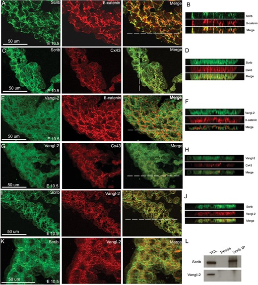 Scrib co-localizes with adherens junctions and gap junctions in the developing myocardium. (A–D) Scrib localizes to cardiomyocyte cell membranes at E10.5, co-localizing with β-catenin (A and B) and connexin-43 (C and D). (E–H) In contrast, Vangl2 is found in the cytoplasm of the ventricular cardiomyocytes, with reduced staining in the cell membrane where there is no evidence of co-localization with β-catenin (E and F) or connexin-43 (G and H). (I–K) Although both Scrib and Vangl2 are found in cardiomyocytes, they do not appear to co-localize at E10.5. The position of the acquired z-axis images (B, D, F, H, and J) are indicated by the horizontal white line on the composite images. (L) Co-immunoprecipitation with Scrib antibody in H9C2 cell lysate confirmed no physical interaction with Vangl2. n = 3 for all experiments. Scale bar = 50 µm.