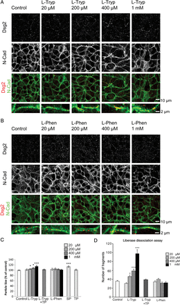 l-Tryp interfering with cadherin-tryptophan-swap disturbed Dsg2 but not N-Cad. (A) Inhibition of the cadherin-tryptophan-swap interaction by l-Tryp led to an accumulation of Dsg2 in condensed irregular streaks along the membrane of HL-1 cardiomyocytes (white arrows). This effect was dose-dependent and the membrane localization of the adherens junction protein N-Cad was not affected. Dsg2 and N-Cad immunostainings were partially colocalized at the membrane. (B) l-Phen served as a control treatment and did not change Dsg2 and N-Cad distribution. Scale bar = 10 µm or 2 µm. (C) Particle size of Dsg2 staining was quantitatively analysed using Image J software and showed a dose-dependent significantly increased streak size under l-Tryp treatment without effects of l-Phen. N = 5–11 independent cell-culture passages, n = 14–26 wells, *P ≤ 0.05; ***P ≤ 0.001 vs. PBS control. (D) Number of fragments per well after liberase-based cell dissociation. l-Tryp caused loss of cohesion in cardiomyocytes in a desmoglein-dependent manner. HL-1 cardiomyocyte monolayers were pretreated with l-Tryp, l-Phen, or l-Tryp with a desmoglein-specific TP (l-Tryp+TP) and subsequently subjected to a defined sheer stress, resulting in fragmentation; the number of fragments per well was quantified. l-Tryp-treated monolayers were less resistant towards defined sheer stress resulting in a dose-dependent increase of fragmentation, indicative of reduced cell–cell cohesion, whereas l-Phen did not exhibit this effect. l-Tryp-induced loss of cell–cell cohesion was prevented by co-incubation with a desmoglein-specific TP which strengthens Dsg2 trans-interaction. N = 4–7 independent cell-culture passages, n = 6–14 wells, *P ≤ 0.05; ***P ≤ 0.001 vs. PBS control.