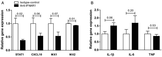 Systemic anti-IFNAR1 treatment blocks IFNβ signalling in vivo, but does not affect general inflammation in the aortic arch of LDLR−/− mice. (A) Relative gene expression of IFNβ downstream target genes in aortic arches of LDLR −/− mice treated with anti-IFNAR1 and controls in the 4-week experiments. (B) Relative aortic arch gene expression of pro-inflammatory cytokines. Shown are mean ± SEM. n = 13–16/group.