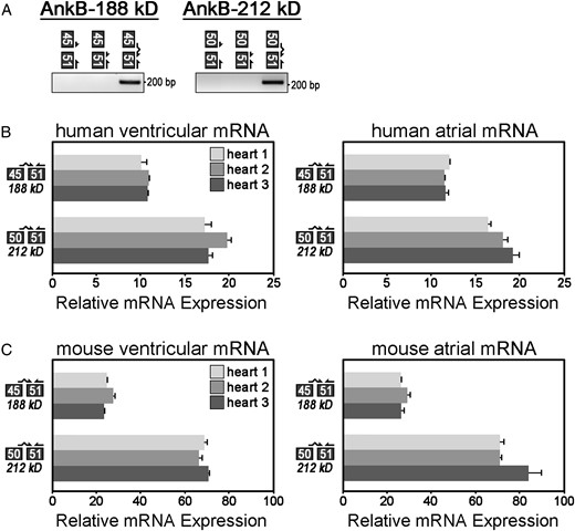 Relative mRNA expression of AnkB-188 and AnkB-212 in human and mouse cardiac tissues. (A) Exon–exon boundary spanning primers were used to PCR amplify alternative splice junctions unique to each isoform (AnkB-188: junction 45/51, AnkB-212: junction 50/51). (B) Relative mRNA expression of alternative splice junctions in AnkB-188 and AnkB-212 was measured in cardiac tissues from three human hearts. Expression of each splice junction was normalized to the expression of exon junction 31/32 (presumably expressed in all ANK2 transcripts and set to 100%). (C) Relative mRNA expression of alternative splice junctions in AnkB-188 and AnkB-212 was measured in cardiac tissues from three mouse hearts. For (B and C), samples were repeated in triplicate (n = 3) and experiments were repeated three times.