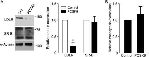 Degradation of LDLR by PCSK9 does not decrease LDL transcytosis. Confluent human coronary artery endothelial monolayers were treated with media from PCSK9-expressing or untransfected (control) HEK293 cells. (A) PCKS9 degrades LDLR but not SR-BI; α-actinin is the loading control; blots are representative of five independent experiments and quantification is to their right; *P < 0.01 by one-sample t-test for LDLR levels in control vs. PCSK9-treated cells. (B) Treatment with PCSK9 (as in A) was followed by measurement of LDL transcytosis using the TIRF assay. Degradation of LDLR did not affect LDL transcytosis, n = 5.