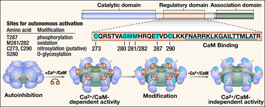 Structure, activation, and post-translational modifications of CaMKII. CaMKII monomers consist of a catalytic domain, a regulatory domain, and an association domain. The regulatory domain has an autoinhibitory binding region with several sites for post-translational modification and a CaM binding region. Co-assembly of monomers through the association domain forms the CaMKII holoenzyme. In the presence of Ca2+, Ca2+/CaM binds to the regulatory site, which causes a conformational change and activation of the autoinhibited inactive enzyme with exposure of the catalytic domain. Post-translational modification of the autoinhibitory region at any of the sites highlighted results in constitutive activity of CaMKII that is autonomous of Ca2+/CaM. CaM, calmodulin.