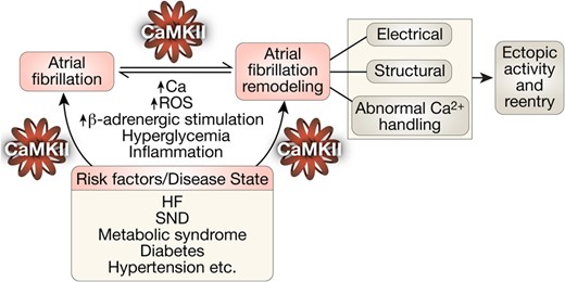 CaMKII transduces proarrhythmic signalling in atrial remodelling and AF in a feed-forward manner. Increased intracellular Ca2+ and ROS induce autonomous CaMKII activity. Excessive CaMKII activity through its action on multiple downstream targets (ion channels, proteins, etc.) results in triggered and reentrant activities that can initiate and perpetuate AF. It also results in several changes that are associated with atrial remodelling in AF. Underlying disease states or risk factors also cause excessive CaMKII activity with similar proarrhythmic downstream consequences. HF, heart failure; SND, sinus node dysfunction.