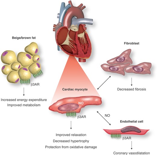 Cardiac protection through autocrine, paracrine, and systemic effects of B3AR signalling. B3AR are expressed in cardiac myocytes, endothelial cells, and adipocytes. B3AR activation in myocytes produces nitric oxide that, together with protection from oxidant stress, contributes to protection from hypertrophy, ischaemia/reperfusion, and oxidative damage. This is reinforced from paracrine NO produced following activation of endothelial B3AR, together with vasorelaxation, angiogenesis, and improved coronary perfusion. Cardiac B3AR activation also modifies paracrine signalling to fibroblasts resulting in decreased fibrosis. Sympathetic activation of B3AR in adipose tissue promotes ‘browning’ of adipocytes with increased energy expenditure (through increased lipolysis and non-shivering thermogenesis) that contributes further cardiovascular benefit from improved metabolic risk factors.