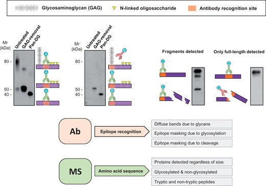 Antibody limitations. Detection by antibodies relies on binding to specific regions (epitopes) of the target protein. PTMs such as glycosylation or fragmentation may hinder epitope accessibility. Antibody A recognises non-glycosylated regions and always yields detection independently of sugar removal (left panel). Antibody B recognises epitopes in the vicinity of glycosylated regions. Therefore, recognition is only achieved after deglycosylation. Similarly, if protein fragmentation occurs, only antibody C, which recognises an intact portion, reveals a degradation pattern. Antibody D targets a region affected by fragmentation and can only detect the intact epitope. Consequently, information about degradation is missed. Proteomics interrogates peptides across the whole sequence and allows for consideration of variable modifications at the amino acid level. Different protein forms can therefore be identified and quantified. GAG, glycosaminoglycan; Pan-DG, pan-deglycosylation.