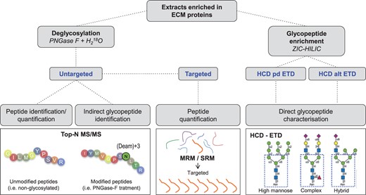 MS strategies for ECM characterisation. Untargeted proteomics is appropriate for discovery experiments where no a priori information is available. When a delimited number of targets of interest are known a priori, targeted proteomics offers a robust method for detection and quantification. Novel MS methods such as a combination of higher energy collision dissociation (HCD) and electron transfer dissociation (ETD) allow for characterisation of complex PTMs including glycosylation. ZIC-HILIC, zwitterionic hydrophilic interaction LC; Pd, product-dependent; Alt, alternating.
