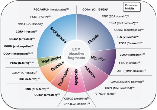 Biological activity of ECM fragments. Fragments derived from a variety of ECM proteins (i.e. matrikines) exert functions that regulate diverse cellular and tissue processes. Proteomics offers a tool for the analysis of known ECM fragments as well as the discovery of previously unknown fragments with functions potentially important for cardiac physiology and putative therapeutic targets. *Indicates putative fragments with activities only characterised after exogenous administration. CO1A1, collagen alpha-1(I) chain; FINC, fibronectin; EDA, extra domain A; TENA, tenascin; FN3, fibronectin type III domain; CO6A3, collagen alpha-3(VI) chain; ELN, elastin; PGS2, decorin; CO4A1, collagen alpha-1(IV) chain; OSTP, osteopontin; LAM332, laminin 332; VTNC, vitronectin; CSPG2, versican; EGF, epidermal growth factor-like domain; HGF, hepatocyte growth factor; COIA1, collagen alpha-1(XVIII) chain; PGBM, perlecan; COFA1, collagen alpha-1(XV) chain; POST, periostin; FAS1, fasciclin-like domain; PGCA, aggrecan; HPLN1, hyaluronan and proteoglycan link protein 1.